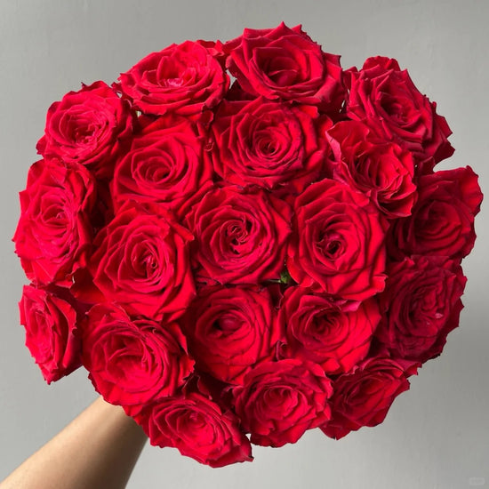 Rose Cherish | 50-60cm | Bloom Size M | MOQ 1 box 100 stems