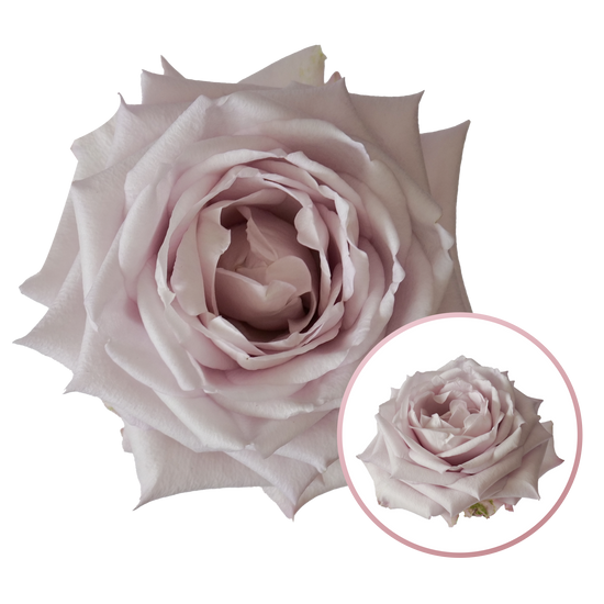 Rose Dora | 50-60cm | Bloom Size L | MOQ 1 box 100 stems