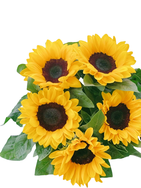 Sunflower 40 stems| MOQ 1 box 40 stems