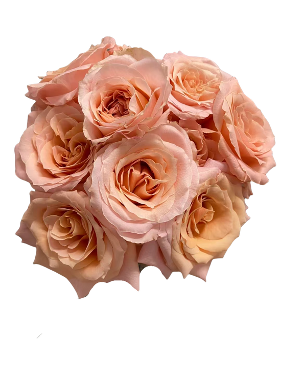 Rose Shimmer | 50-60cm | Bloom Size M | MOQ 1 box 100 stems