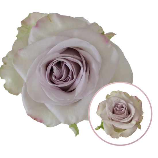 Rose Rain Dance | 50-60cm | Bloom Size L | MOQ 1 box 100 stems