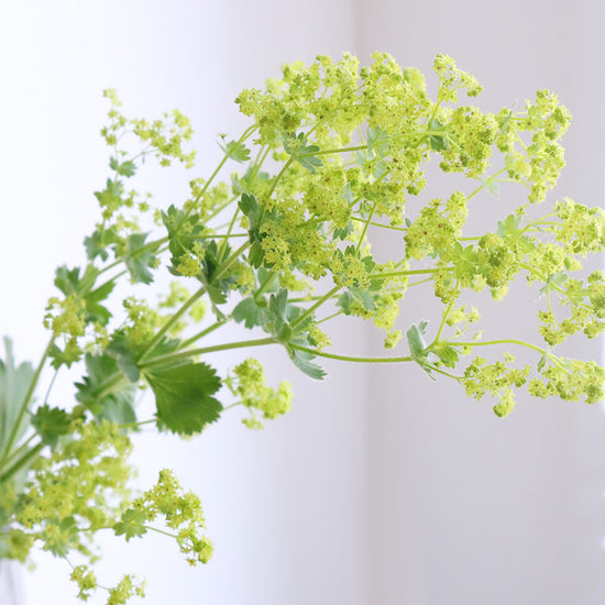 Alchemilla Lobster_10s