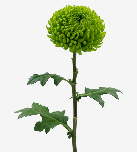 Chrysanthemum (Disbuds) Bombon Alemani_10s