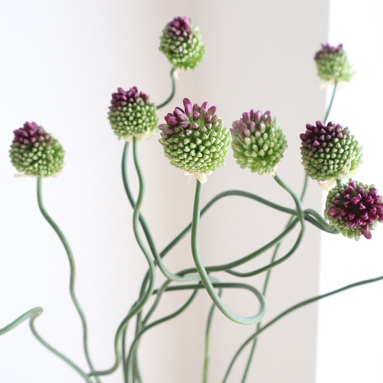 Tancho Allium_10s