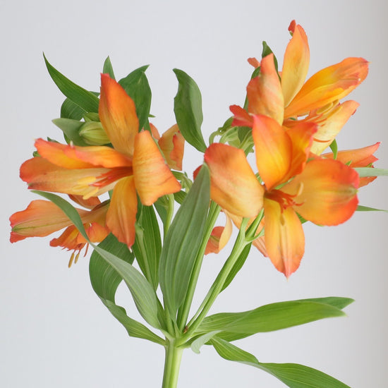 Tangerine_10s
