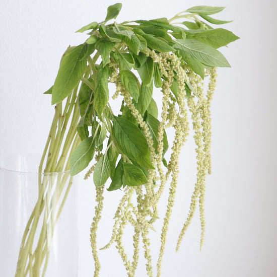 Caudatus Green_10s