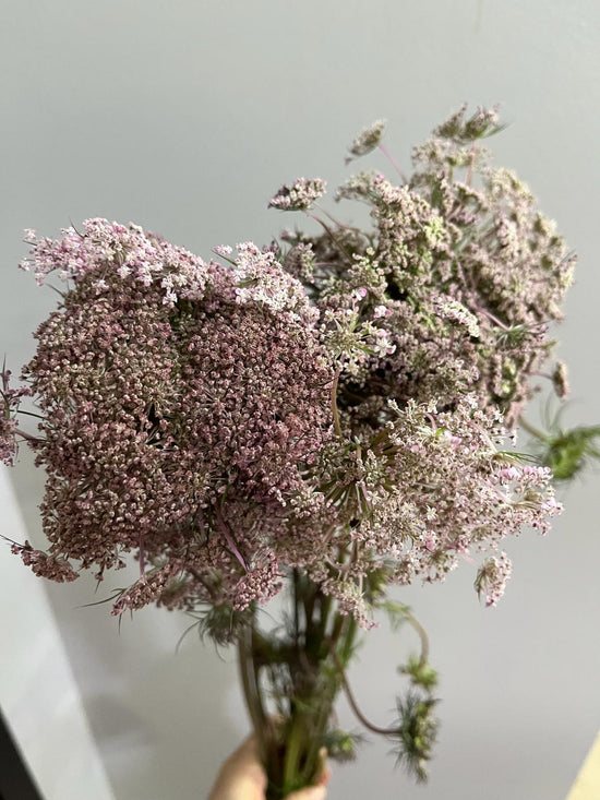 Daucus Bordeaux_10s