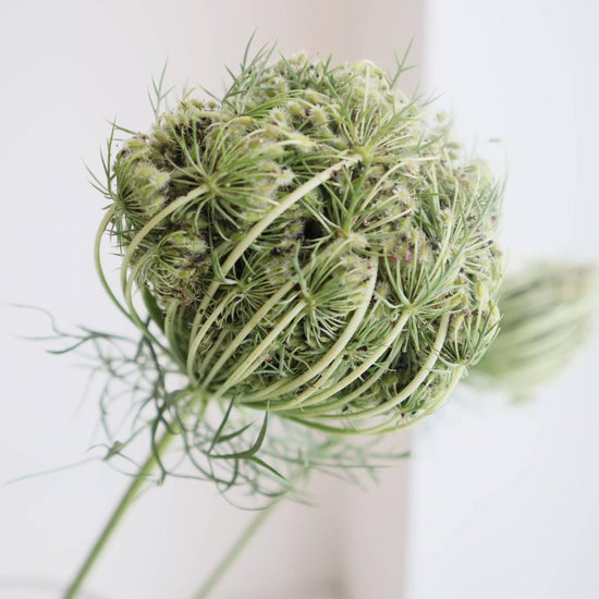 Daucus Seeds_10s