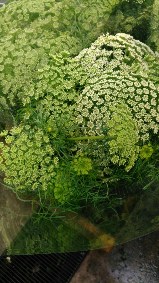 Green Mist_10s