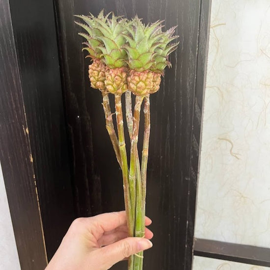 Mini Pineapple_10s