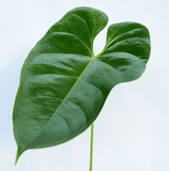 Anthurium Leaf_10s