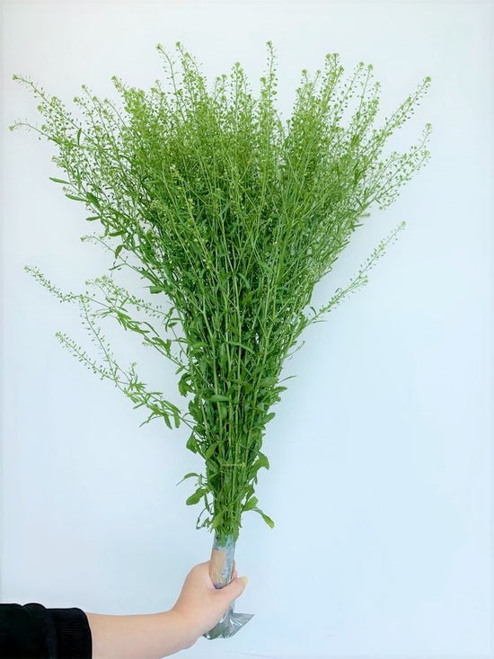 Thlaspi_10s