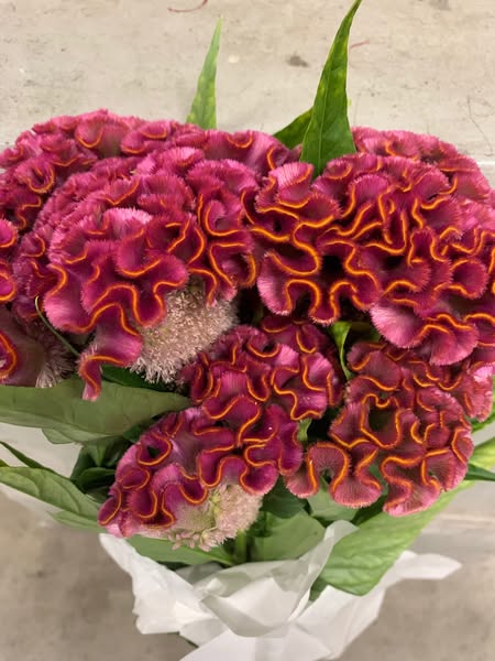 Asuka Sellect Antique Pink_10s