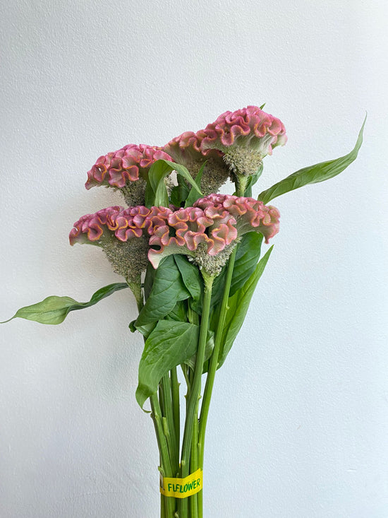 Asuka Sellect Paopao_10s