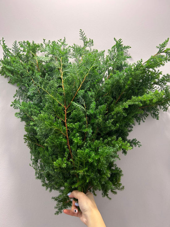 Himuro Sugi 40 To 50Cm_10s