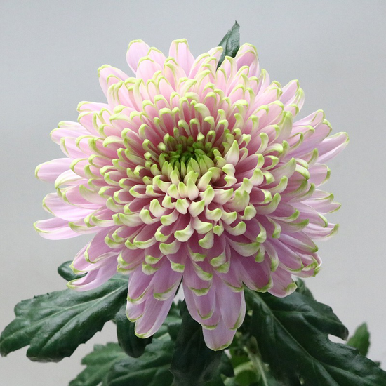 Rossano Charlotte_10s