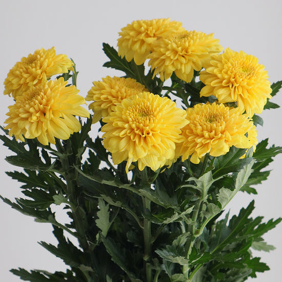 Sei Opera Orange_10s