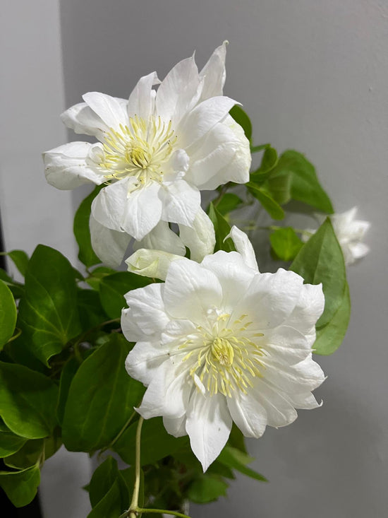 Duchess Of Edinburgh_10s