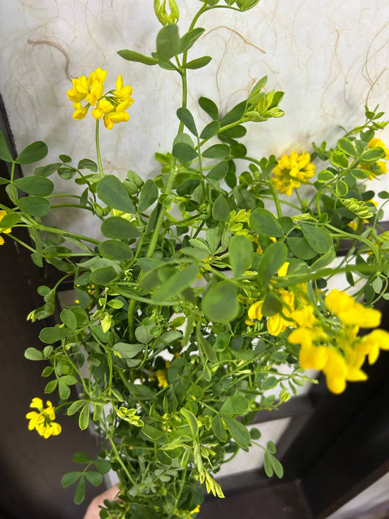 Coronilla Green_10s