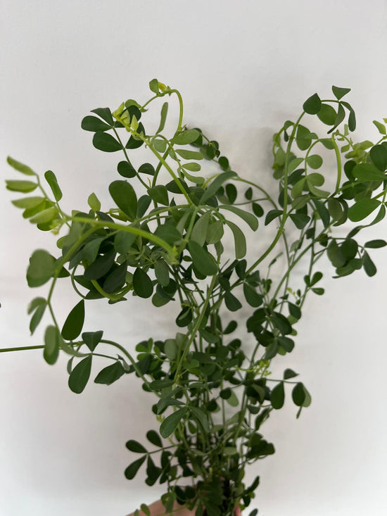 Coronilla Green_10s