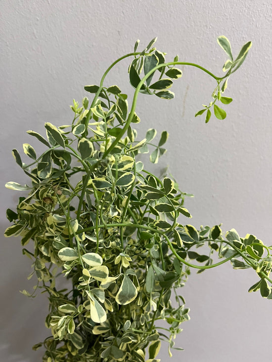 Coronilla Valentina_10s