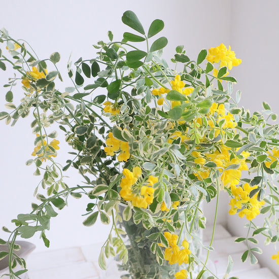Coronilla Valentina_10s