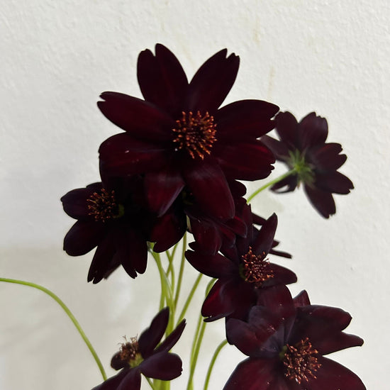 Chocolate Cosmos_10s