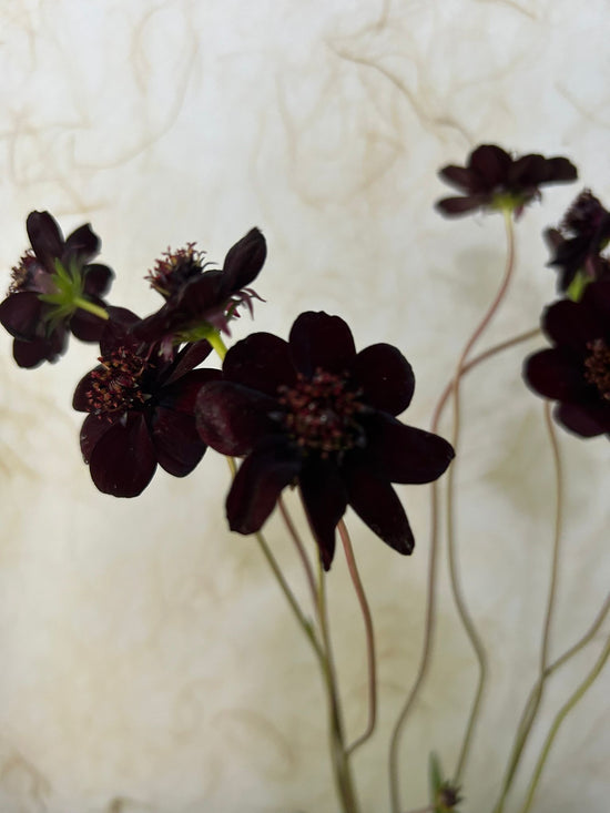 Chocolate Cosmos_10s