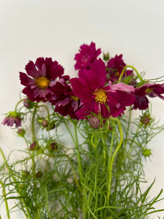 Double Click Cranberry_10s