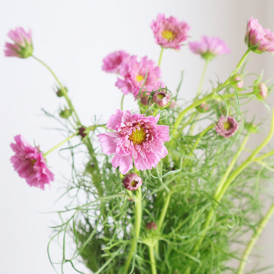 Double Click Rosebonbon_10s