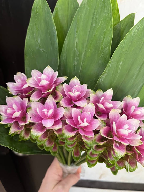 Parviflora_10s