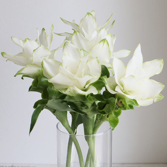 Piano White_10s