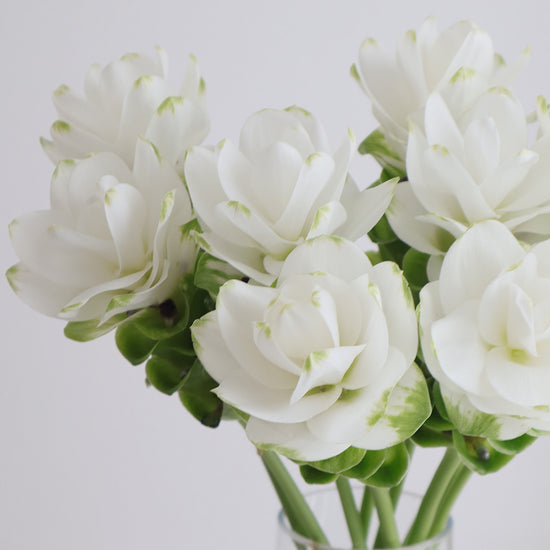 White Jasmine_10s