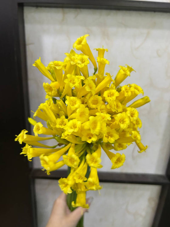 Cyrtanthus Yellow_10s