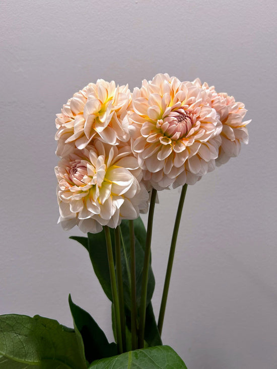 Port Light Pair Beauty_5s