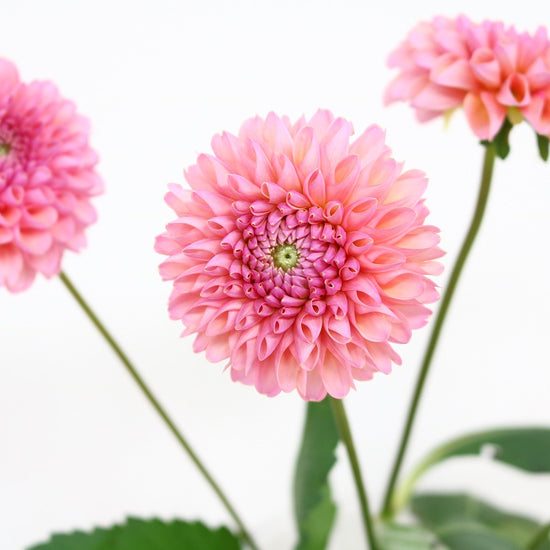 Shiawaseno Hanayome_5s