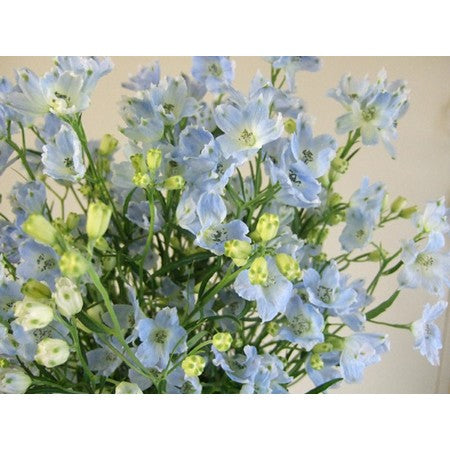 Chiffon Blue Sp_10s