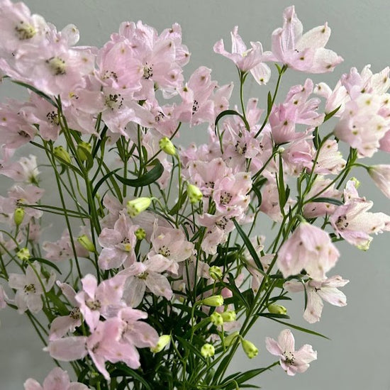 Happy Pink Sp_10s