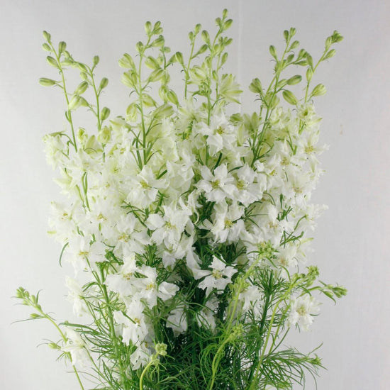 Larkspur White_10s