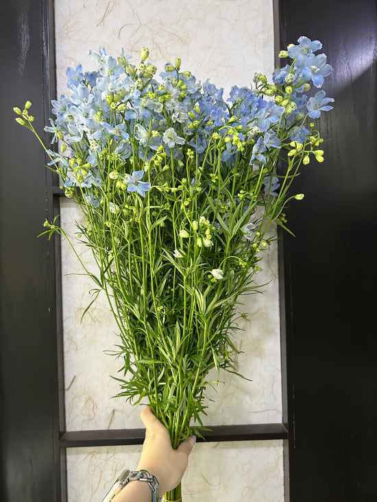 Platinum Blue Sp_10s