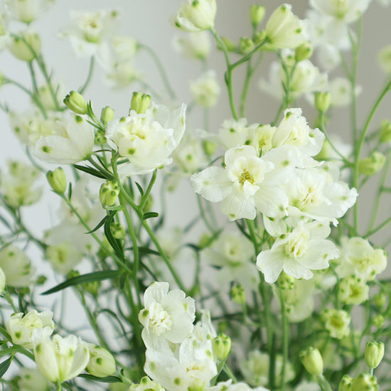 Silky White Sp_10s