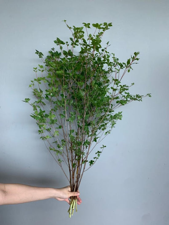 Dodan 80Cm_10s