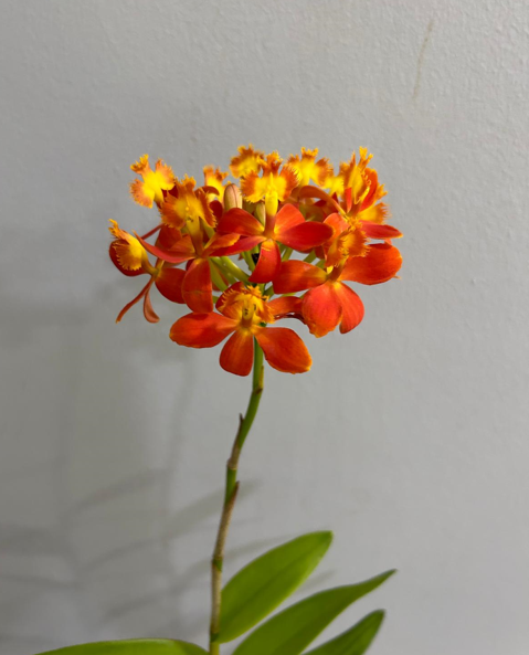 Epidendrum Orange_15s