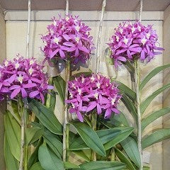 Epidendrum Pink_15s