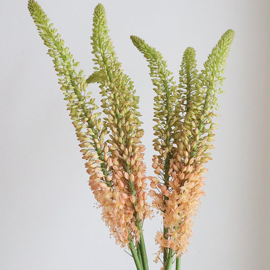 Eremurus Orange_10s