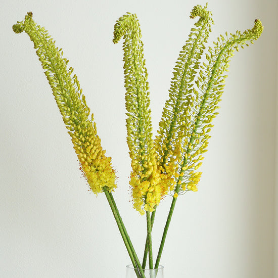 Eremurus Yellow_10s