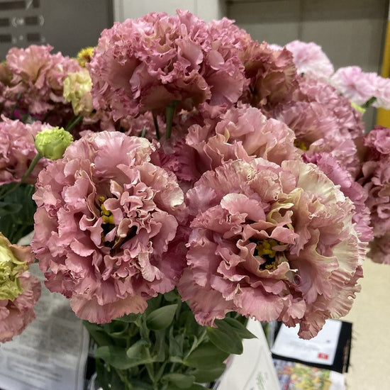 Nf Antique Pink_10s