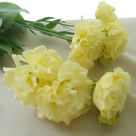 Voyage Yellow_10s