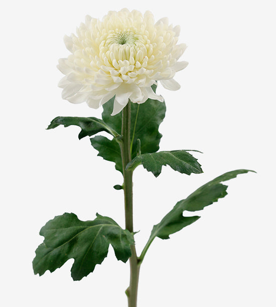 Chrysanthemum (Disbuds) Bombon Evidence_10S