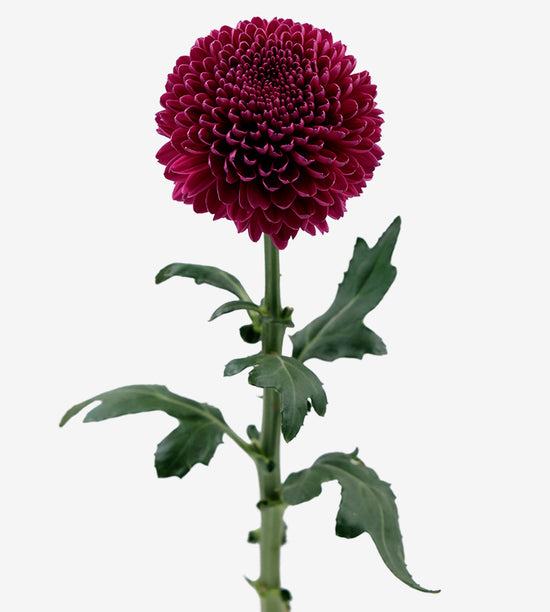 Chrysanthemum (Disbuds) Bombon Gustav_10s